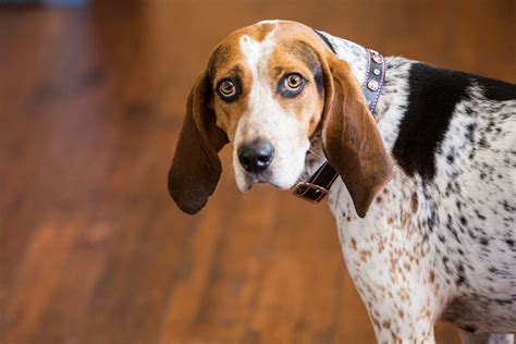 Coonhounds: A Hometown Hound • FETCH Magazine