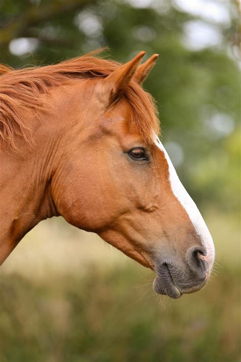 Beautiful Brown Horse Pictures - Parketis