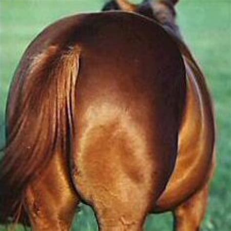 horses ass youtube
