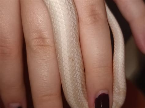 Corn snake had a tiny patch of stuck shed (approx. size of 4 scales). I