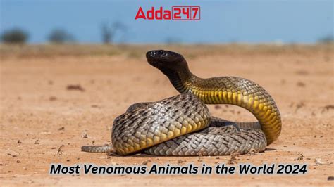 Most Venomous Animal in the World 2024, List of Top-10