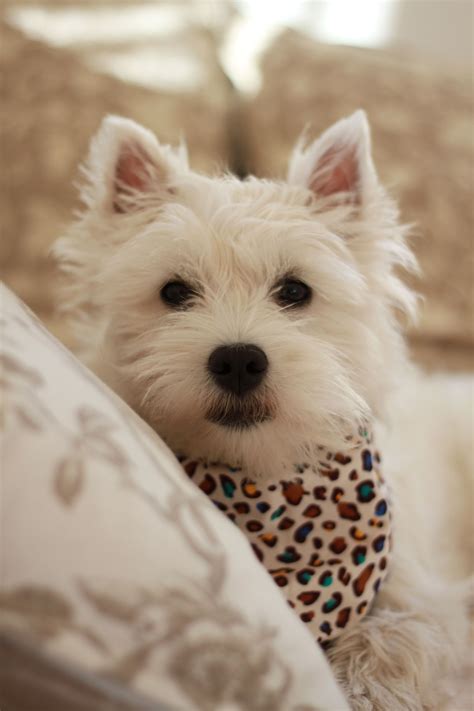 Westie puppy Romy 6 months chiot | Chiot, Toutous, Westie