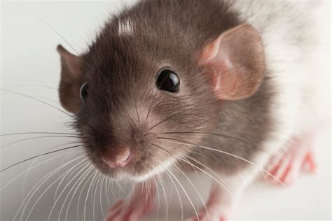 Top Pet Rat Breeds - How to Choose the Best Pet for You - Meows & Friends