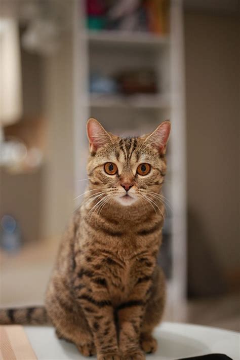 Красивенький Котик Красивая Кошка - Free photo on Pixabay - Pixabay