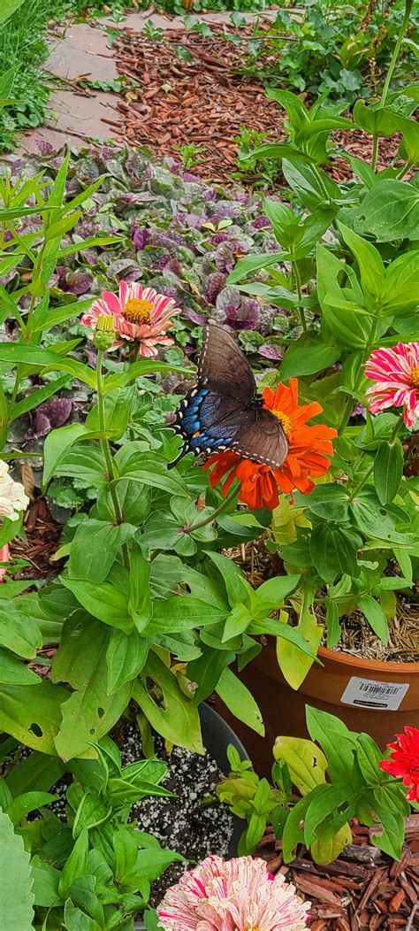 Love the wildlife my garden attracts! : r/gardening