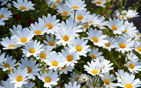 4k Flower Daisy Wallpapers - Wallpaper Cave