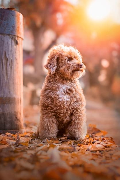 premium photo apricot toy poodle portrait  autumn  leaves