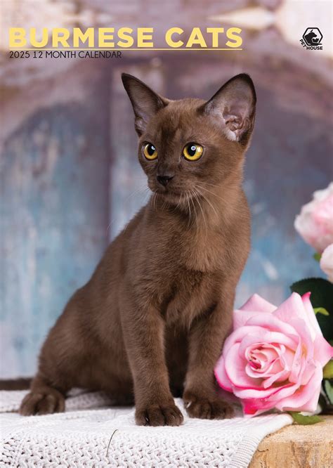 Burmese Cats Calendar 2025 – CalendarsRus