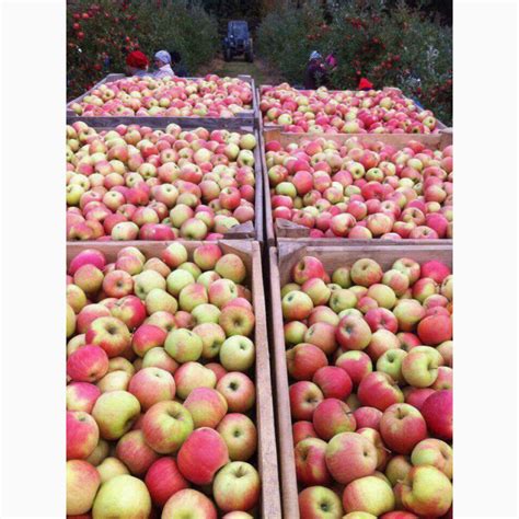 Продам яблука опт з холодильникп — Agrotorg
