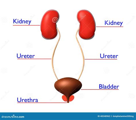 Urinary system stock illustration. Illustration of system - 40548962