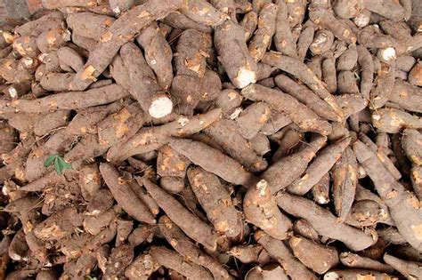 Comida Dos Indios Taino Comidas De Origem Indígena: Pratos Que