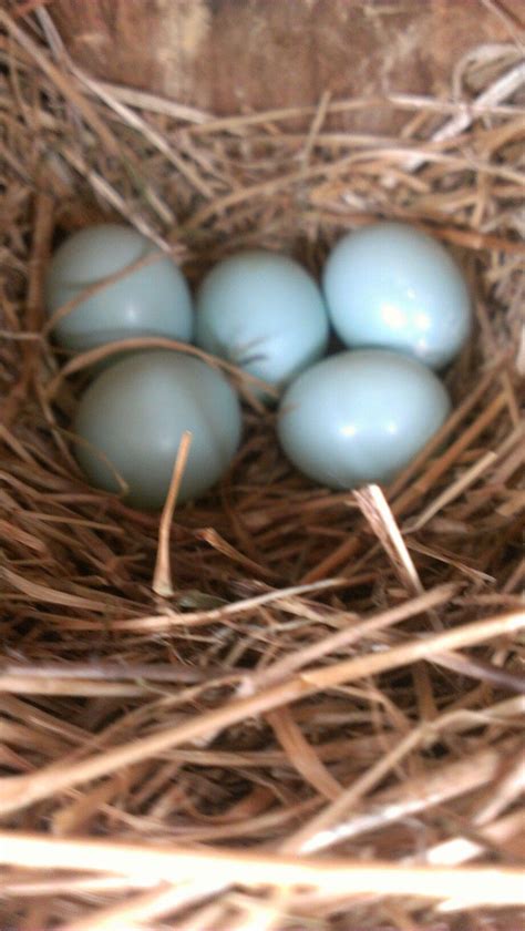 Bluebird eggs. I love to see them grow. Blue Bird