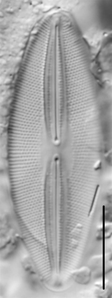 fallacia pygmaea species diatoms  north america