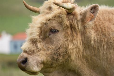 images wildlife  pasture livestock fauna lion bull