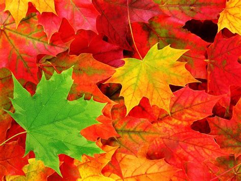 Fall Leaves Wallpapers - Wallpaper Cave