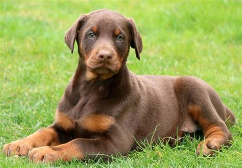 Brown Doberman Pinscher Puppy - Ruby: An Instagram Sensation and a ...