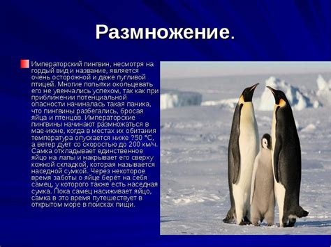 ПИНГВИН-ИМПЕРАТОРСКИЙ.