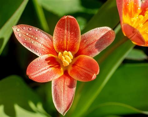 bunga tulp kebun musim foto gratis  pixabay pixabay