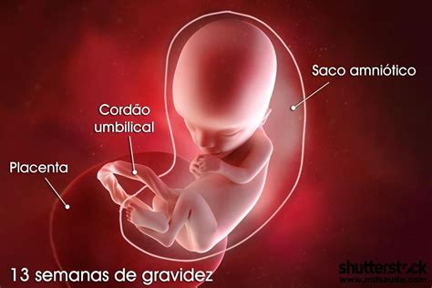 13 Semanas Atrás Foi Que Dia - 13 semanas de gravidez | Gestação semana a semana