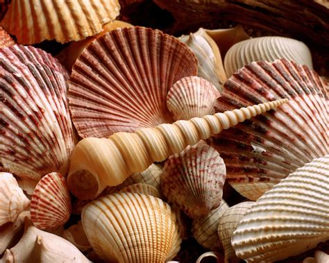 shell backgrounds wallpaperscom