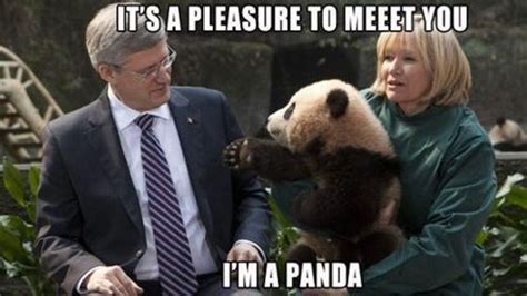 Funny Panda Memes that will make you laugh - Viral Pets Compilations