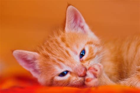 Orange tabby kitten HD wallpaper | Wallpaper Flare