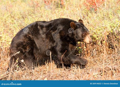 North American Black Bear stock image. Image of bear - 26914653