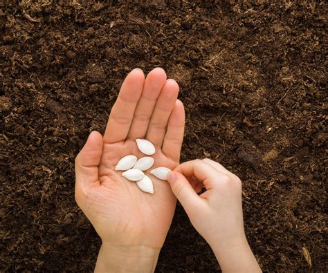 how to grow an acorn 9