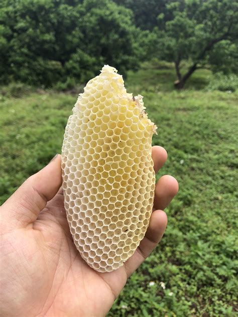 3220 best Bee Hive images on Pholder | Beekeeping, Terraria and