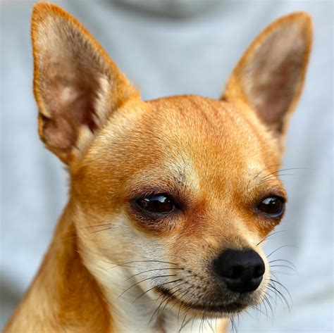 Chihuahua Facts for Kids – Fun Facts 4 Kids