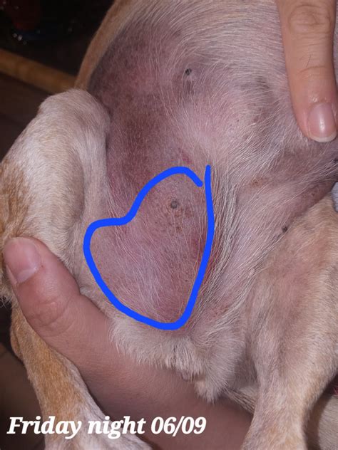 My 14 year old chihuahua lump : r/vet