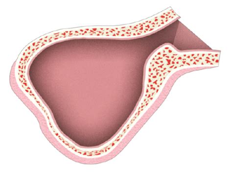 megagen megagen site