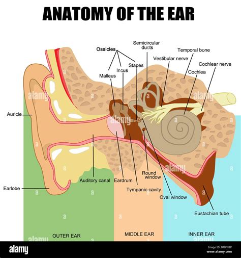 Middle ear hi-res stock photography and images - Alamy
