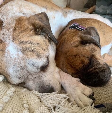 Puppy Mill Rescue Team – “Some people don’t understand why we help