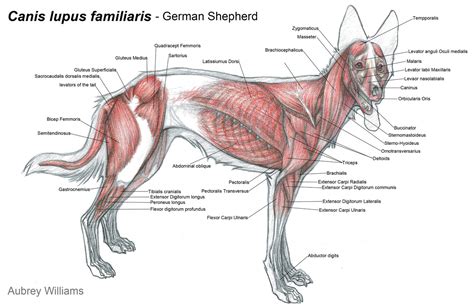 Animal Anatomy