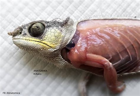 lizard anatomy animal sketches