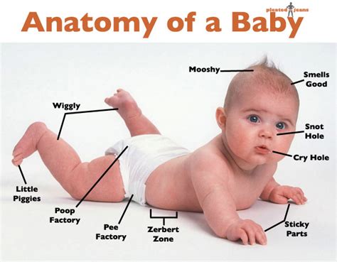 Anatomy of a Baby