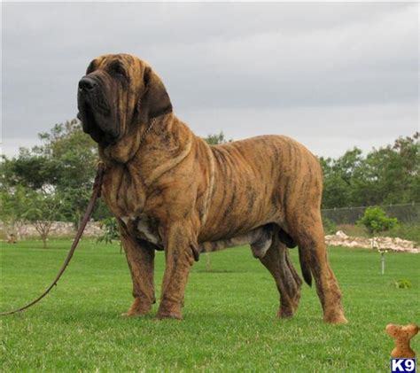 Lovable Dogs Around The World: Fila Brasileiro: What's Good About 'Em ...