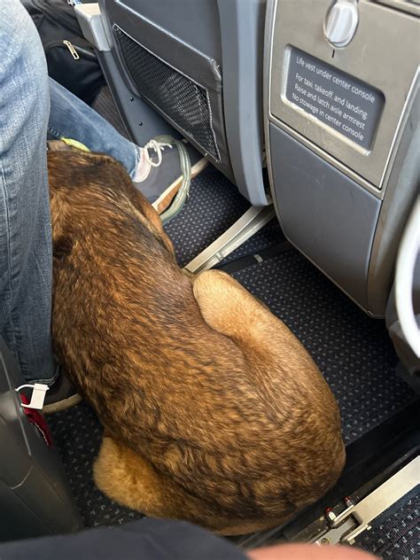 RIC Pet Relief Area at RIC