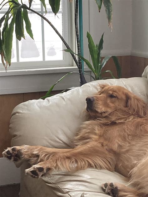 Healing from salmon poisoning 😅 : r/goldenretrievers