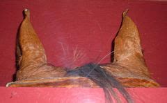 categoryhorse ears wikimedia commons