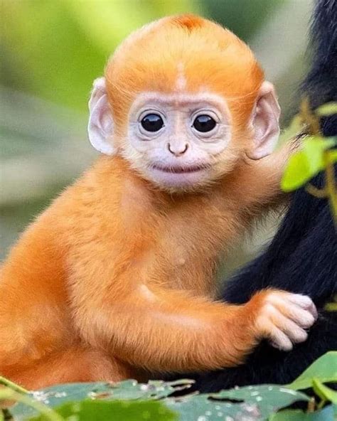 Pin by Sergejs Visockis on Monkeys | Pet monkey, Baby animals, Cute ...