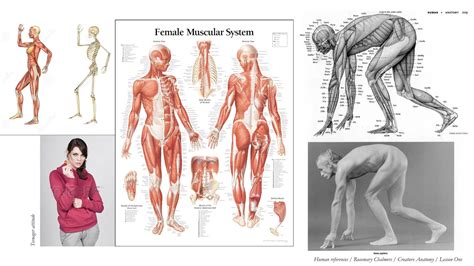 Rosemary Chalmers — concept art and illustration: Creature Anatomy with ...