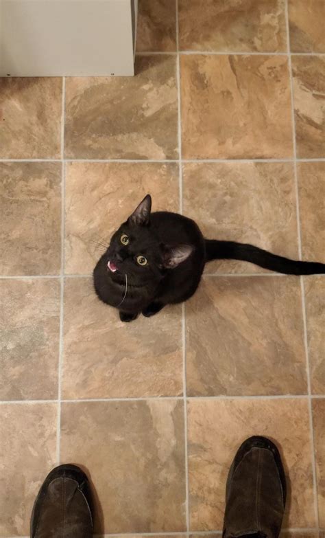 Toothless Scrëms : r/CatsNamedToothless