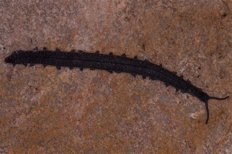 Discovery of a Lifetime: Student Discovers Ancient “Living Fossil