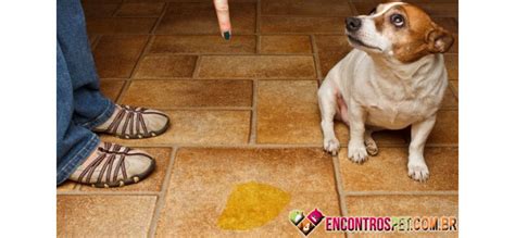 Urina Do Cachorro Muito Amarela E Cheiro Forte - Urina de Cachorro com Cheiro Forte: O que Fazer? Como Tirar? | Mundo ...