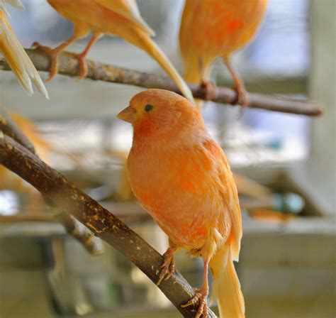 what happens if canary scratching cheap 6