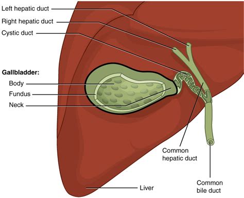 Gallbladder and Biliary Tract: Anatomy | Concise Medical Knowledge