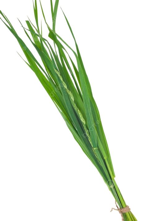 Plant Couch Grass at Tayla Stang blog