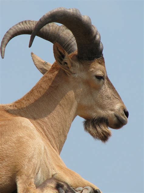 dinar detectives mountain goat 1